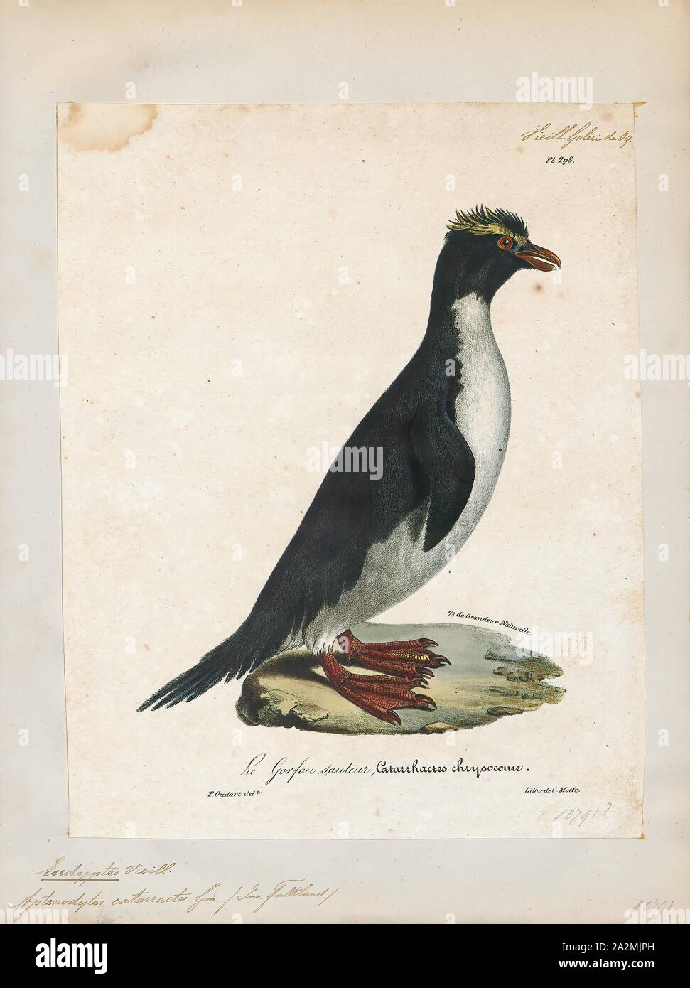 Eudyptes catarractes, Print, Crested penguin, The term crested penguin is the common name given collectively to species of penguins of the genus Eudyptes. The exact number of species in the genus varies between four and seven depending on the authority, and a Chatham Islands species became extinct in recent centuries. All are black and white penguins with yellow crests, red bills and eyes, and are found on Subantarctic islands in the world's southern oceans. All lay two eggs, but raise only one young per breeding season; the first egg laid is substantially smaller than the second., 1825-1834 Stock Photo