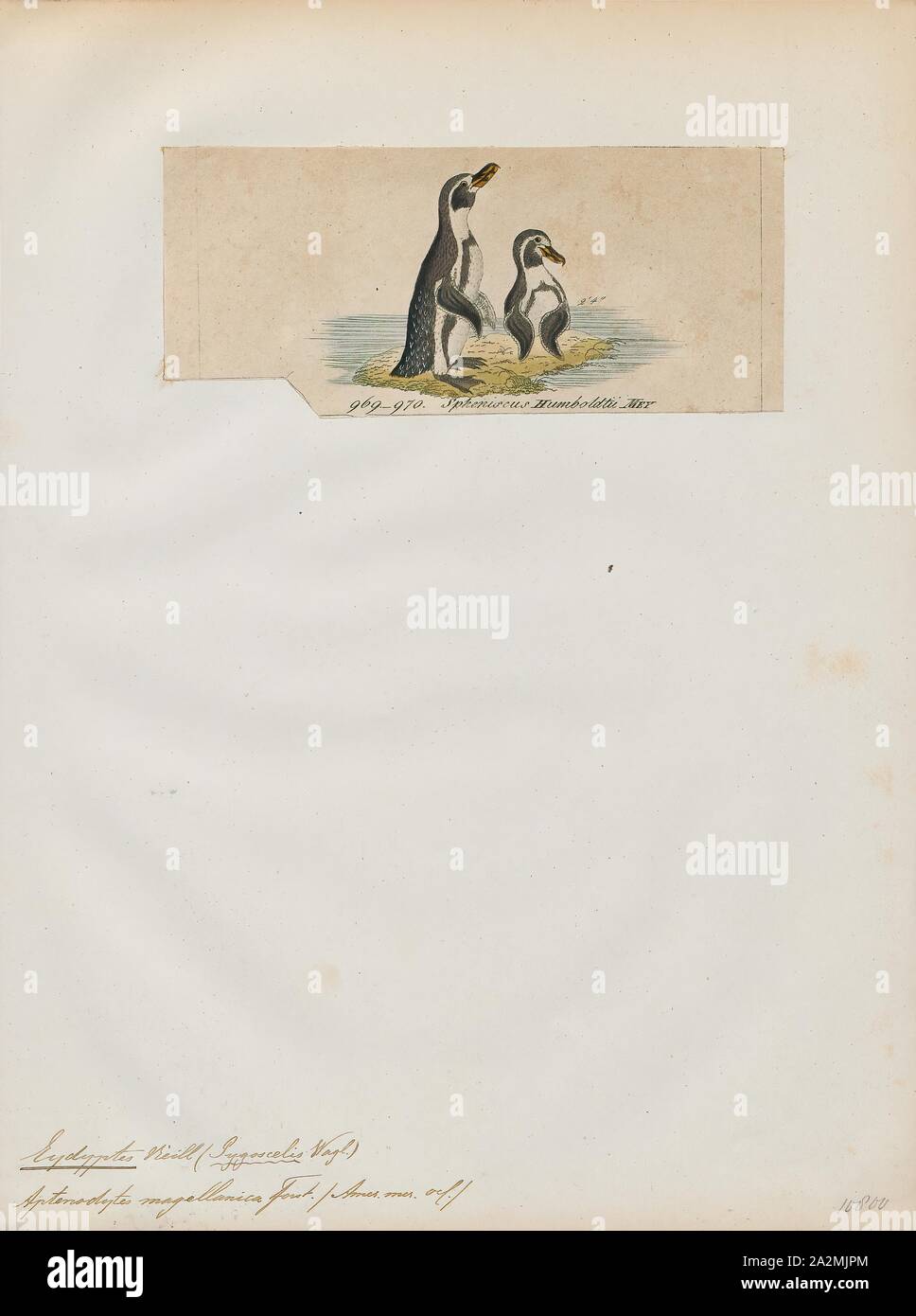 Eudyptes humboldtii, Print, Crested penguin, The term crested penguin is the common name given collectively to species of penguins of the genus Eudyptes. The exact number of species in the genus varies between four and seven depending on the authority, and a Chatham Islands species became extinct in recent centuries. All are black and white penguins with yellow crests, red bills and eyes, and are found on Subantarctic islands in the world's southern oceans. All lay two eggs, but raise only one young per breeding season; the first egg laid is substantially smaller than the second., 1845-1863 Stock Photo