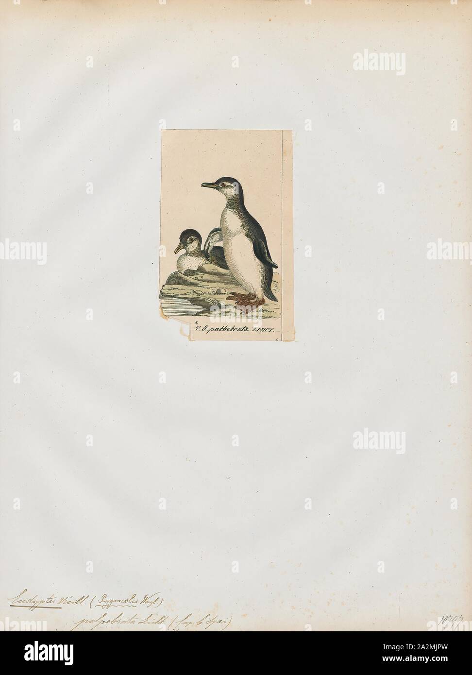 Extinct penguin hi-res stock photography and images - Alamy
