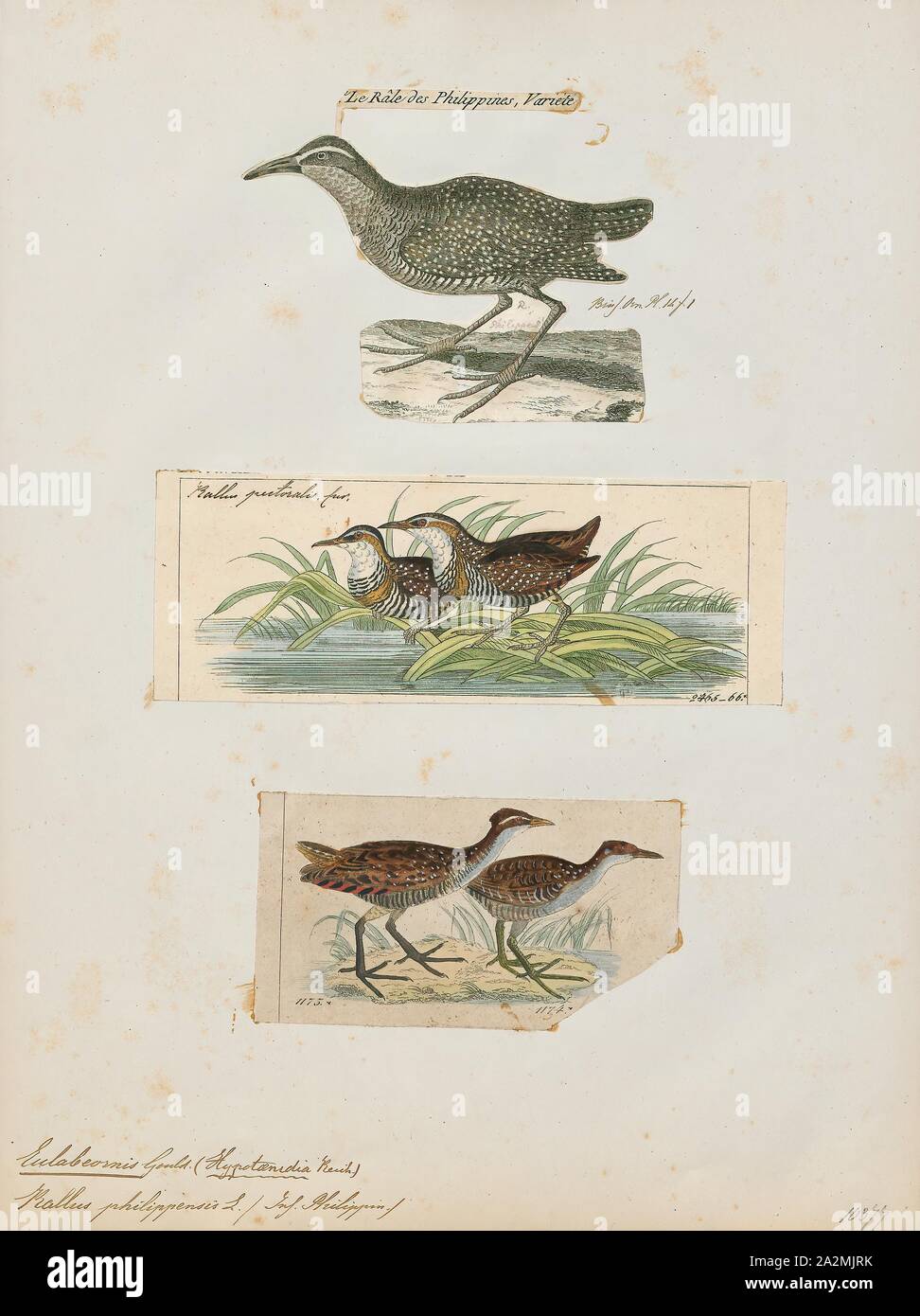 Eulabeornis philippensis, Print, The chestnut rail (Eulabeornis ...