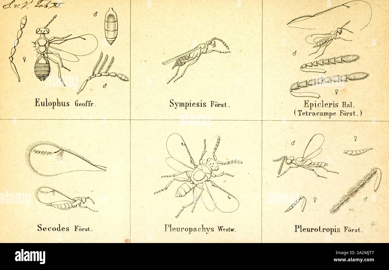 Eulophus, Print, Eulophus is a genus of hymenopteran insects of the family Eulophidae Stock Photo