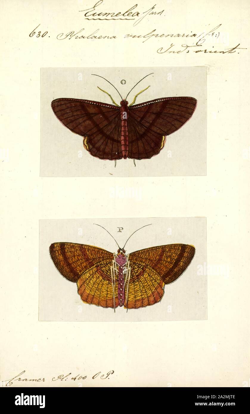 Eumelea, Print, Eumelea is a genus of moths in the family Geometridae. It was described by James Duncan and John O. Westwood in 1841. Species are confined to Austro-Malayan subregions and throughout China, India, Sri Lanka and Myanmar Stock Photo