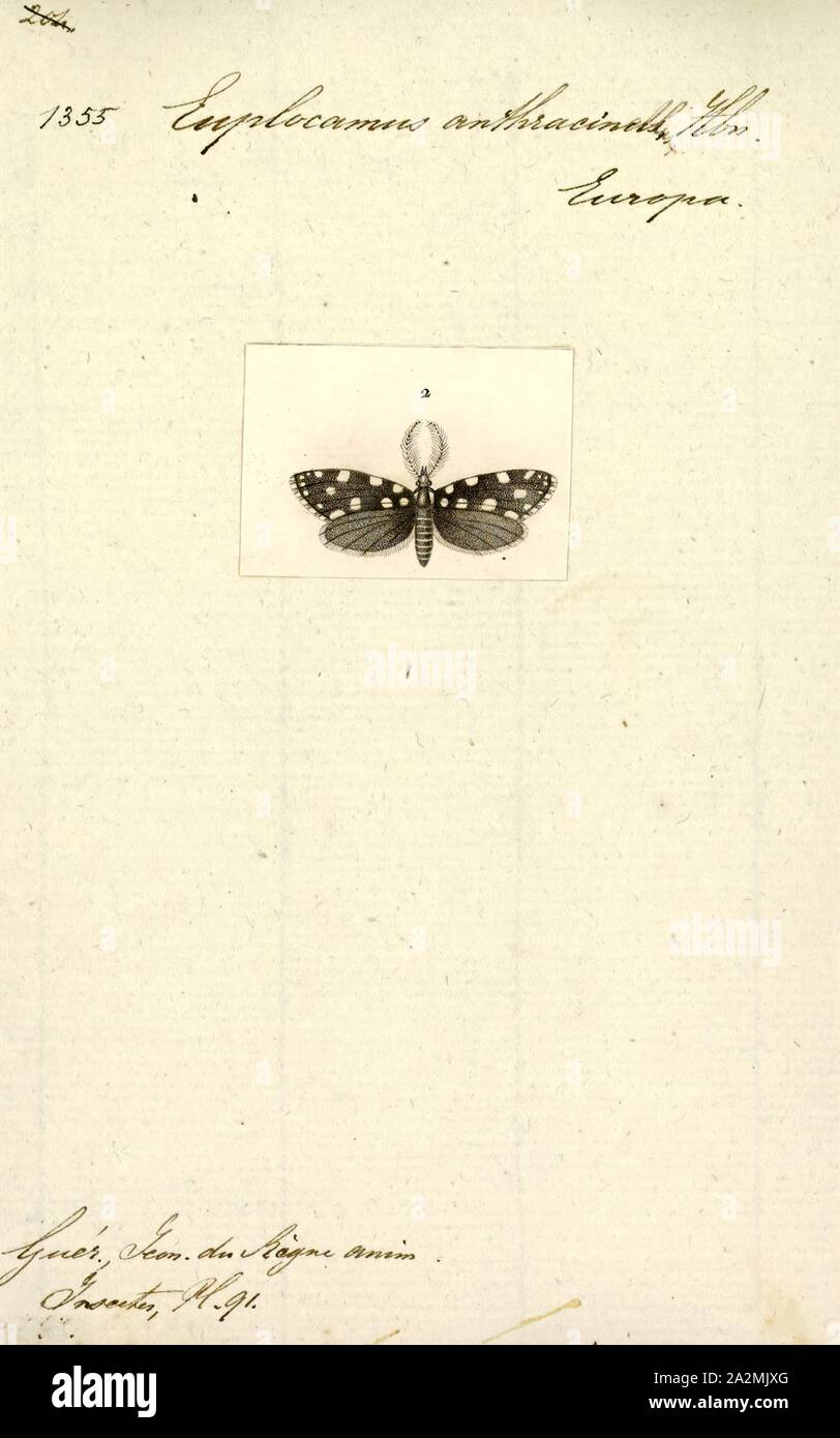 Euplocamus, Print, Euplocamus is a genus of moths in the tamily Tineidae Stock Photo