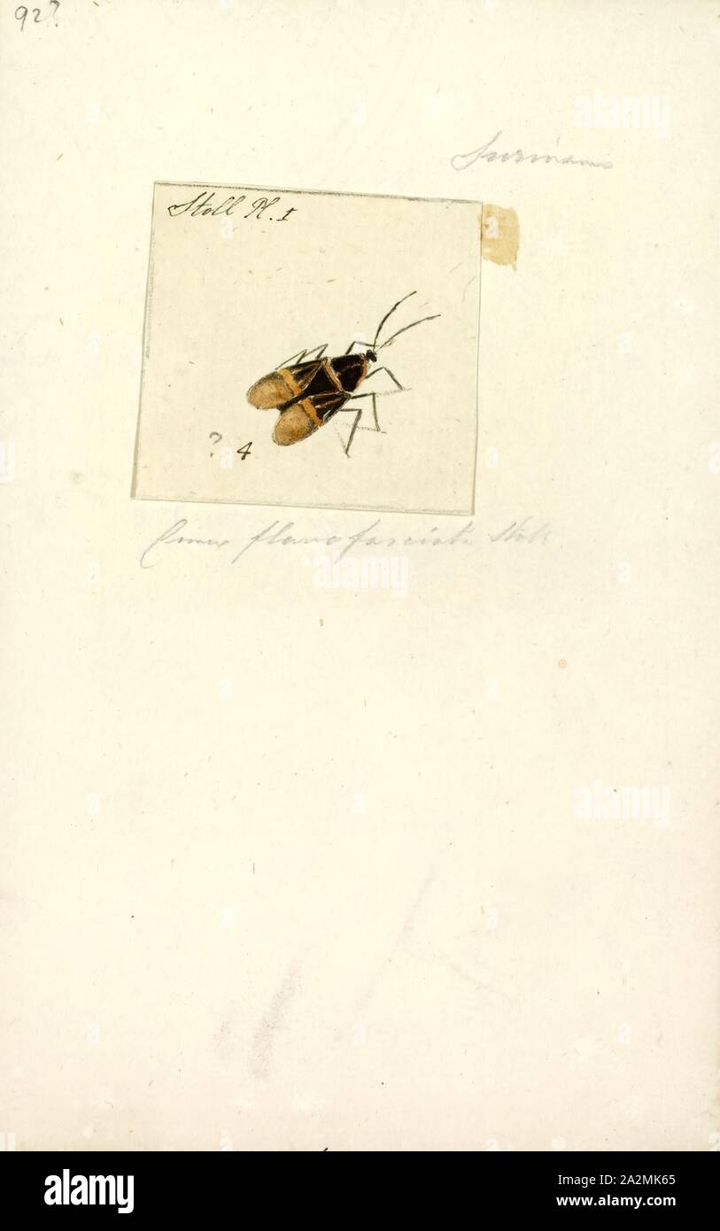 Eurydema, Print, Eurydema is a genus of shield bug in the family Pentatomidae Stock Photo