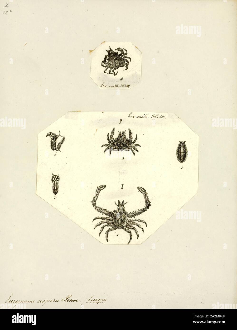 Eurynome aspera, Print, Eurynome aspera, the strawberry crab, is a species of crab in the family Majidae.It is small (1–2 cm) and sometimes a vague strawberry colour.The carapace and legs are often encrusted with algae and mud which act as camouflage Stock Photo
