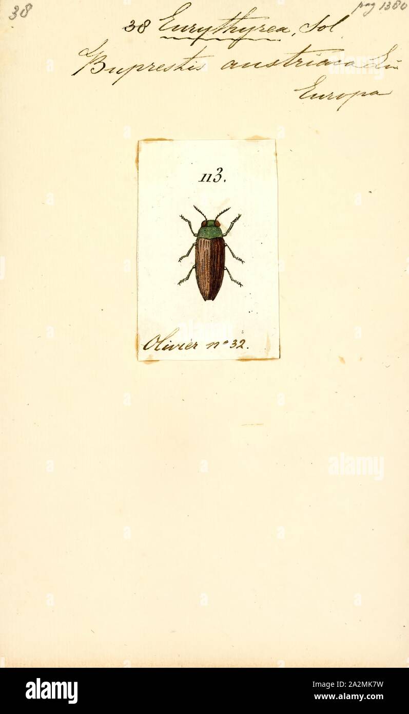 Eurythyrea, Print, Eurythyrea is a genus of beetles in the family Buprestidae Stock Photo