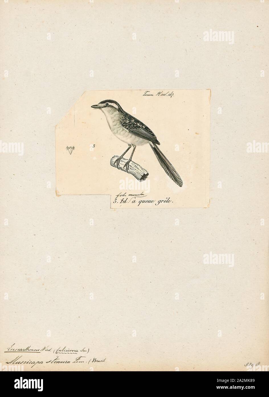 Euscarthmus stenura, Print, Euscarthmus is a genus of South American birds in the tyrant flycatcher family Tyrannidae., 1700-1880 Stock Photo