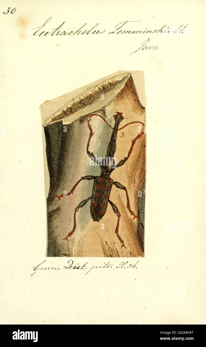 Eutrachelus, Print, Eutrachelus is a genus of straight-snouted weevils belonging to the family Brentidae Stock Photo