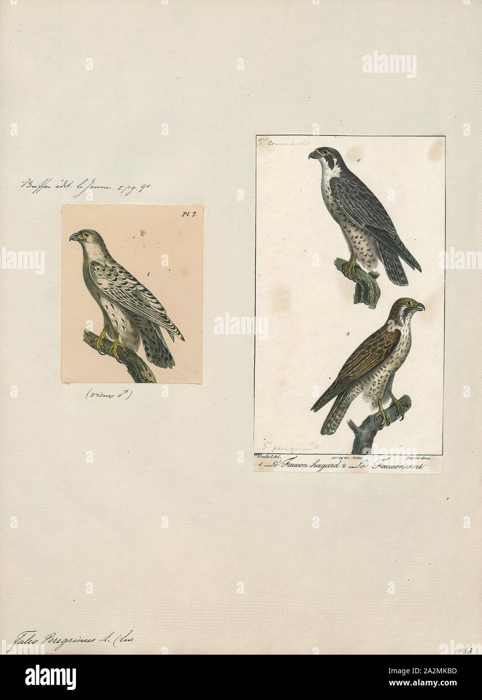 Golden Eagle Swooping Golden Eagle Eagle Eagles