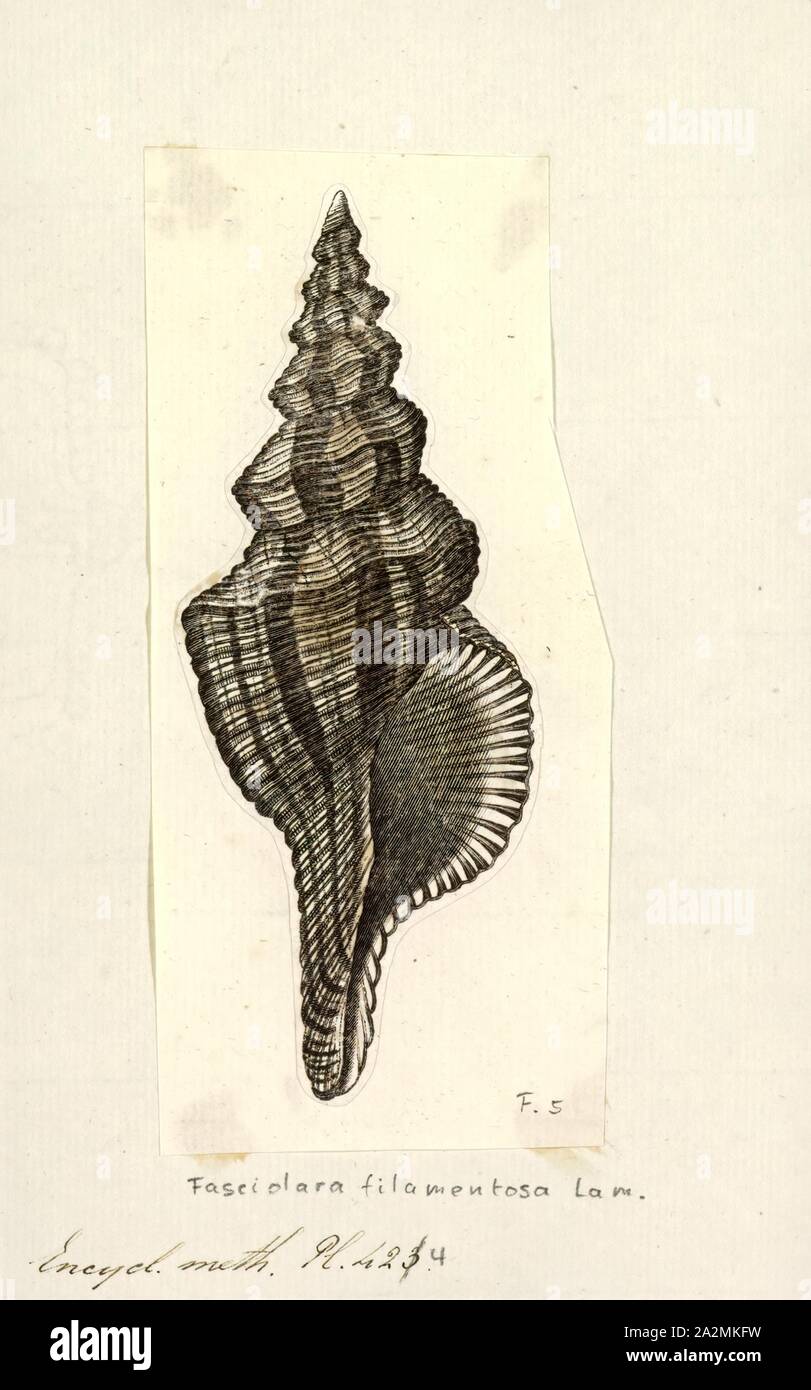 Fasciolaria filamentosa, Print, Filifusus filamentosus is a species of sea snail, a marine gastropod mollusk in the family Fasciolariidae, the spindle snails, the tulip snails and their allies Stock Photo