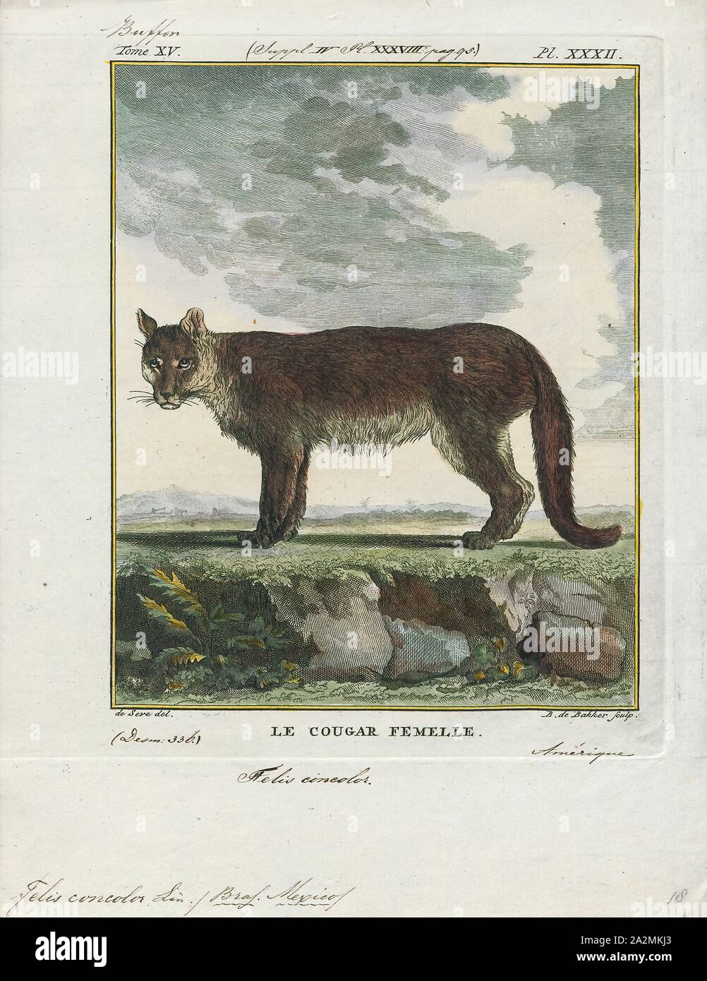 Felis concolor, Print, The cougar (Puma concolor), also commonly known by  other names including mountain lion, panther, puma, and catamount, is a  large felid of the subfamily Felinae native to the Americas.