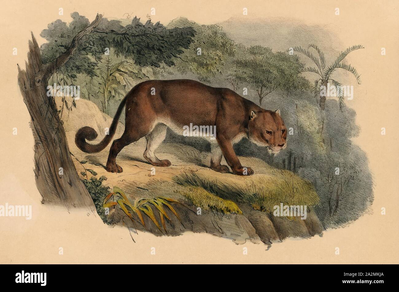 Felis concolor, Print, The cougar (Puma concolor), also commonly known by other  names including mountain lion, panther, puma, and catamount, is a large  felid of the subfamily Felinae native to the Americas.