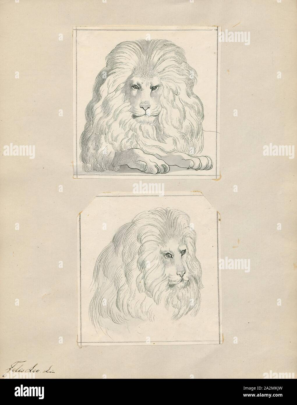Is That Lions Mane The Ultimate Guide To Identifying Look Alikes - a4fmjkq