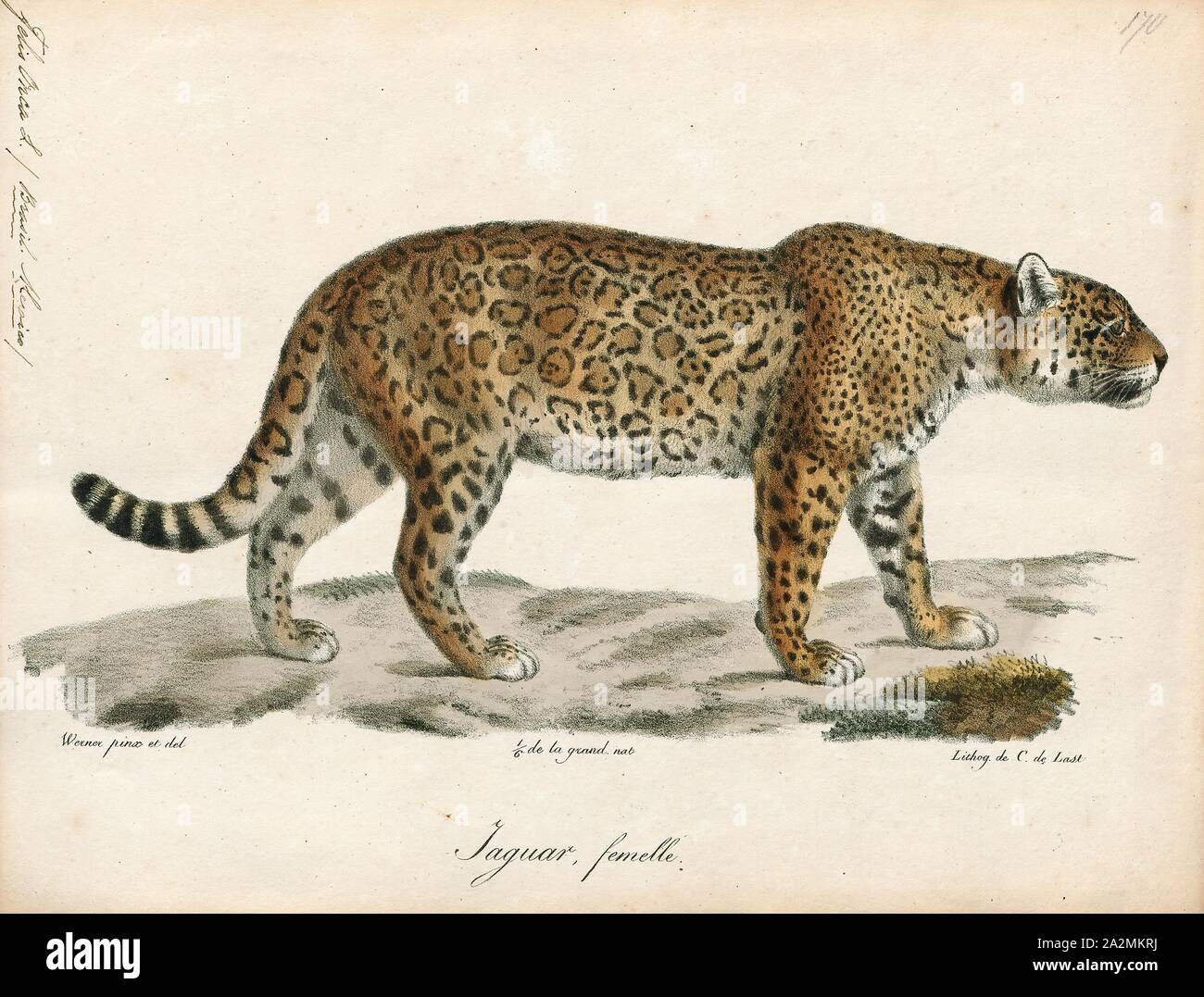 Felis onca, Print, The jaguar (Panthera onca) is a large felid species and  the only extant member of the genus Panthera native to the Americas. The  jaguar's present range extends from Southwestern