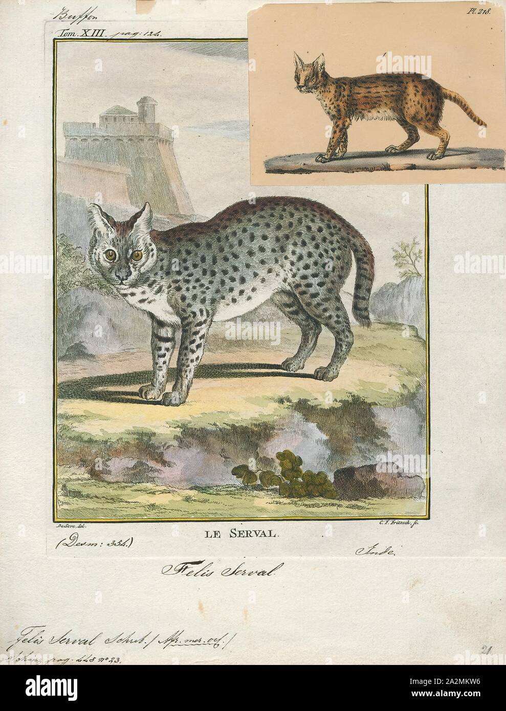 Felis serval, Print, The serval (Leptailurus serval) is a wild cat native to Africa. It is rare in North Africa and the Sahel, but widespread in sub-Saharan countries except rainforest regions. On the IUCN Red List it is listed as Least Concern., 1700-1880 Stock Photo