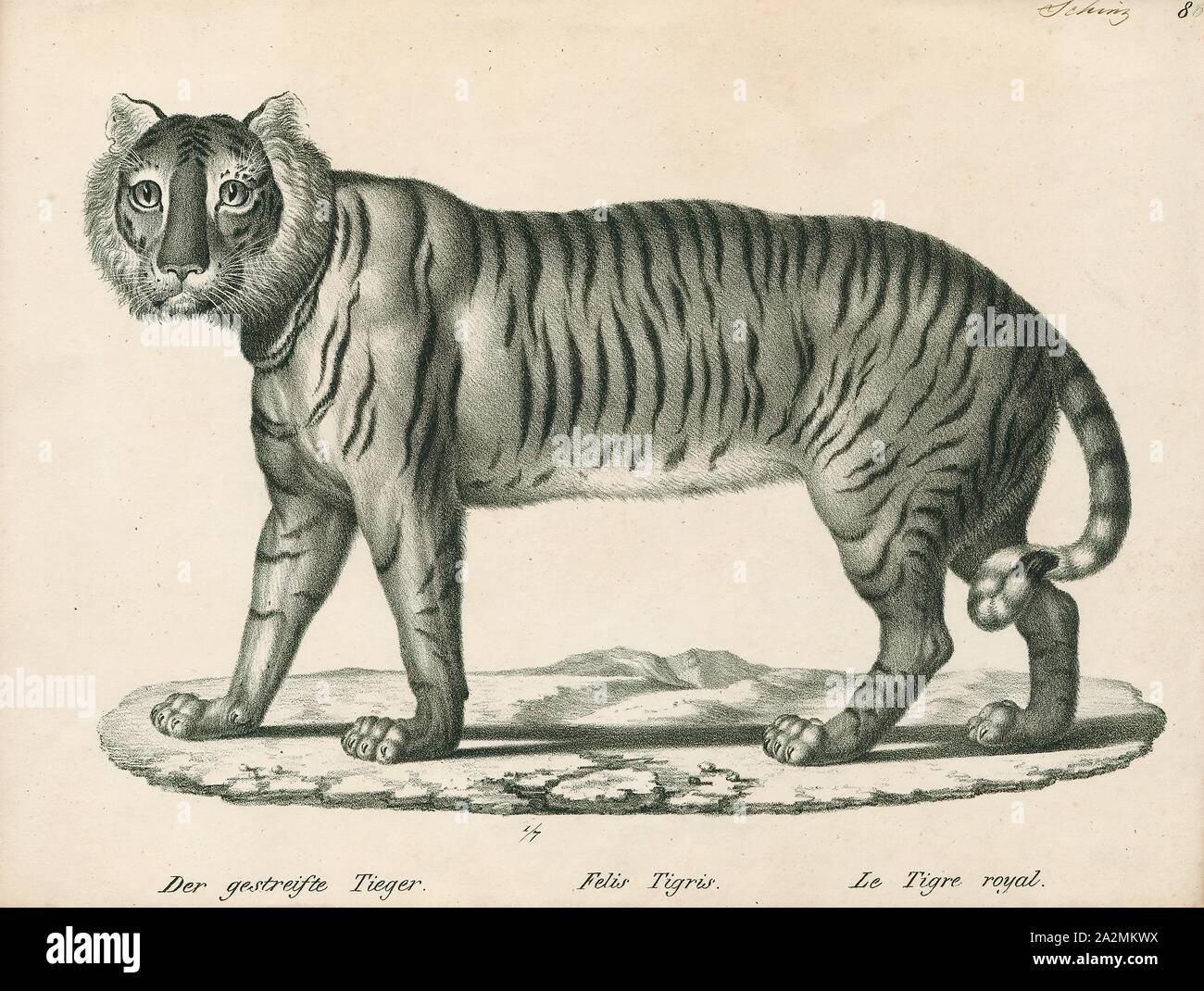 Felis tigris, Print, The tiger (Panthera tigris) is the largest species ...