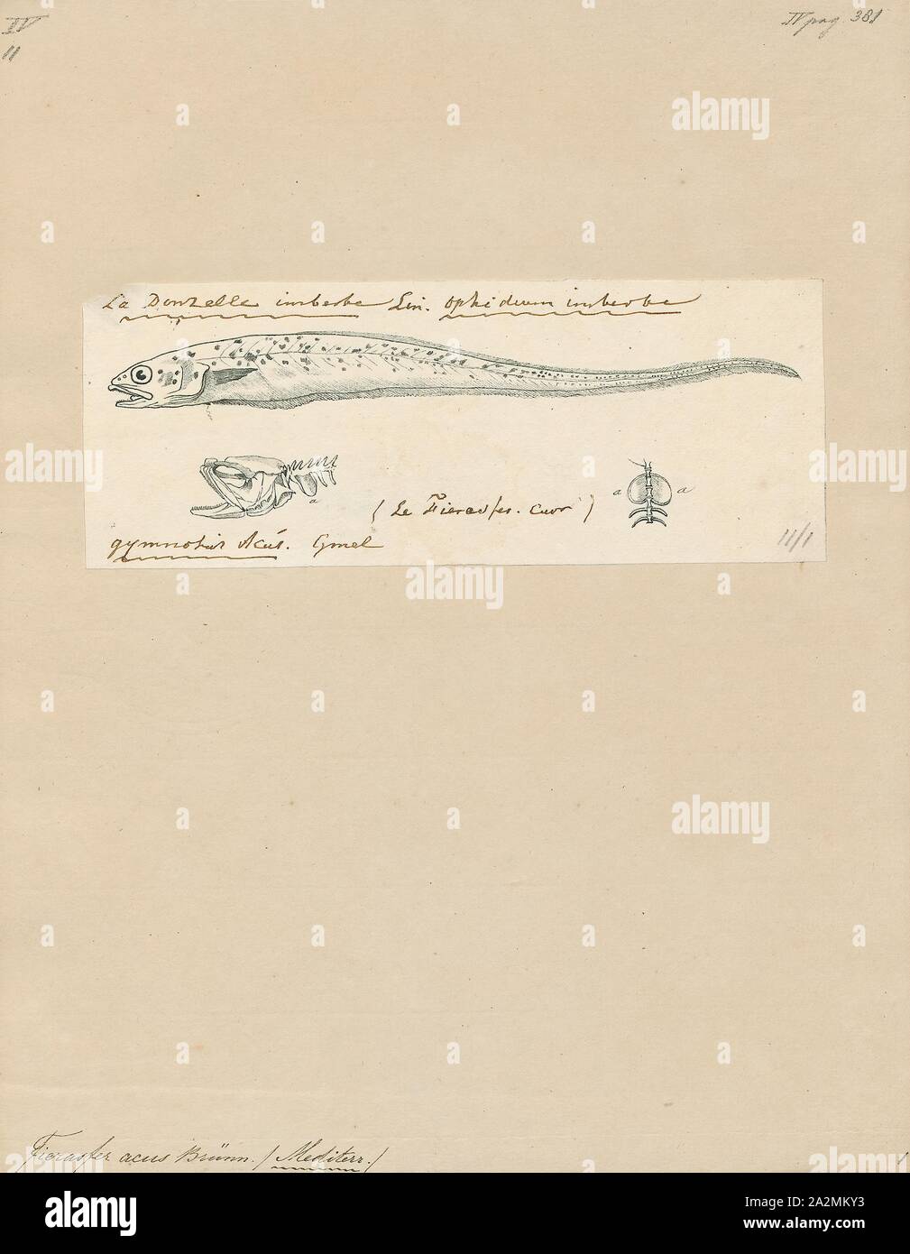 Fierasfer acus, Print, 1700-1880 Stock Photo