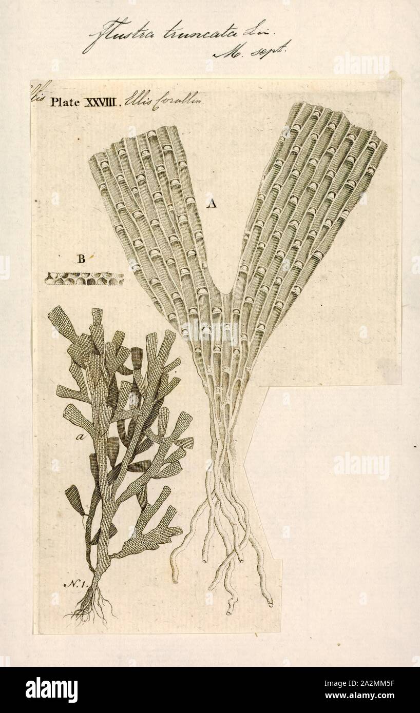 Flustra truncata, Print Stock Photo