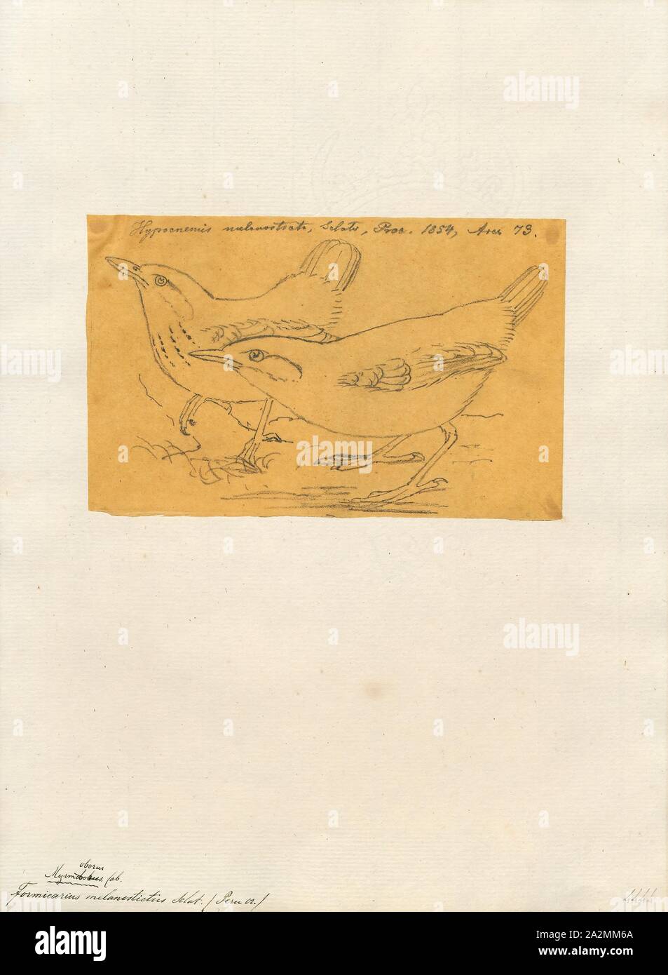 Formicarius melanostictus, Print, 1854 Stock Photo