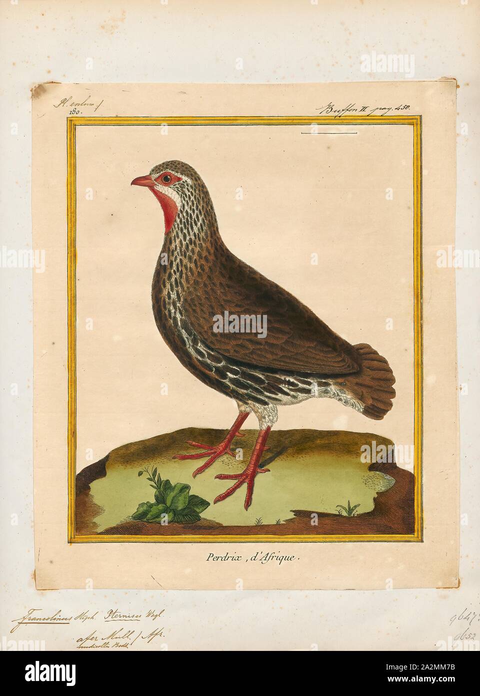 Francolinus afer, Print, The red-necked spurfowl or red-necked francolin (Pternistis afer), is a gamebird in the pheasant family Phasianidae of the order Galliformes, gallinaceous birds., 1700-1880 Stock Photo