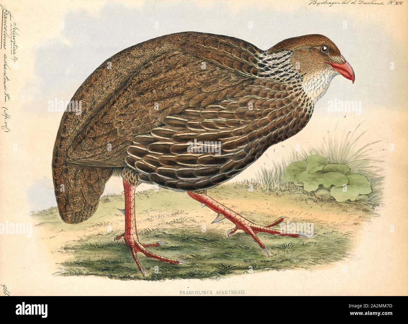 Francolinus ashantensis, Print, Francolinus is a genus of birds in the francolin group of the partridge subfamily of the pheasant family. Its five species range from western Asia and central Asia through to southern Asia and south-eastern Asia., 1848 Stock Photo