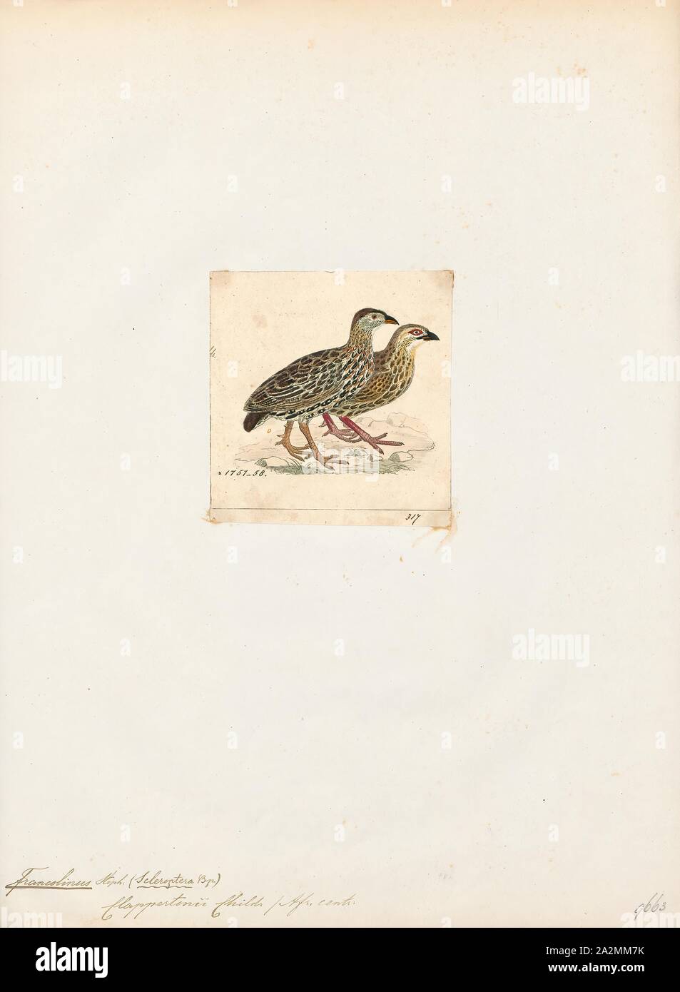 Francolinus clappertoni, Print, The Clapperton's francolin (Pternistis clappertoni) is a species of bird in the family Phasianidae. It is found in Cameroon, Central African Republic, Chad, Eritrea, Ethiopia, Mali, Mauritania, Niger, Nigeria, Sudan, and Uganda., 1820-1863 Stock Photo