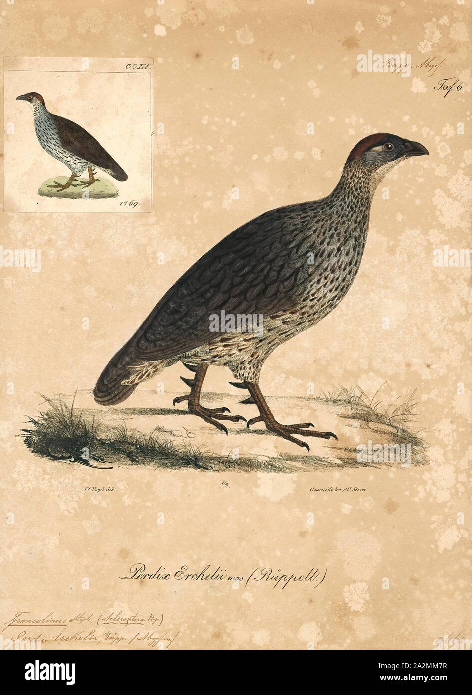 Francolinus erckelii, Print, Erckel's francolin (Pternistis erckelii), also known as Erckel's spurfowl, is a species of game bird in the family Phasianidae, native to three countries in northeast Africa and introduced to Hawaii and Italy., 1835 Stock Photo
