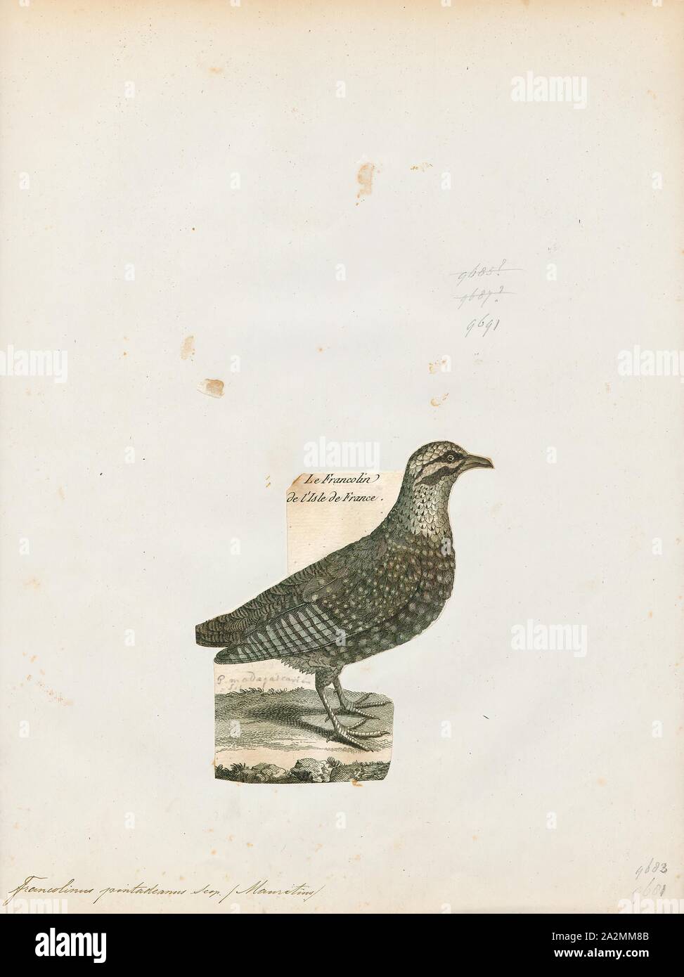 Francolinus pintadeanus, Print, The Chinese francolin (Francolinus pintadeanus) or Burmeese francolin is a species of game bird in the family Phasianidae., 1788-1823 Stock Photo