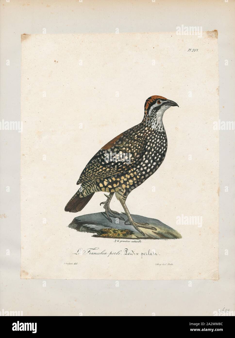 Francolinus pintadeanus, Print, The Chinese francolin (Francolinus pintadeanus) or Burmeese francolin is a species of game bird in the family Phasianidae., 1825-1834 Stock Photo