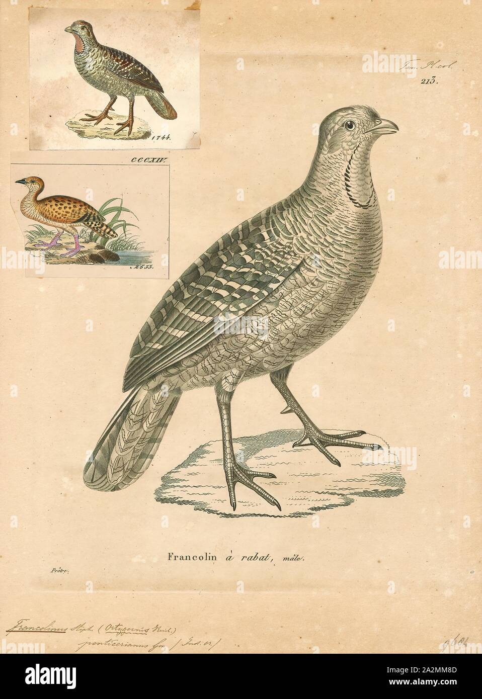 Francolinus ponticerianus, Print, Francolinus is a genus of birds in the francolin group of the partridge subfamily of the pheasant family. Its five species range from western Asia and central Asia through to southern Asia and south-eastern Asia., 1700-1880 Stock Photo