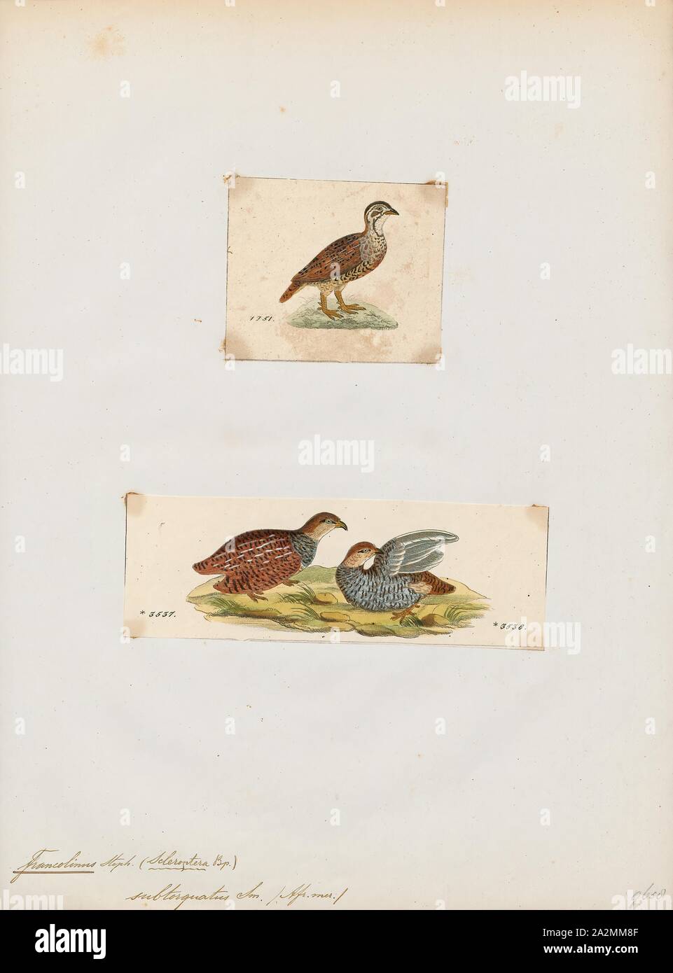 Francolinus subtorquatus, Print, The Coqui francolin (Peliperdix coqui) is a species of bird in the family Phasianidae., 1700-1880 Stock Photo