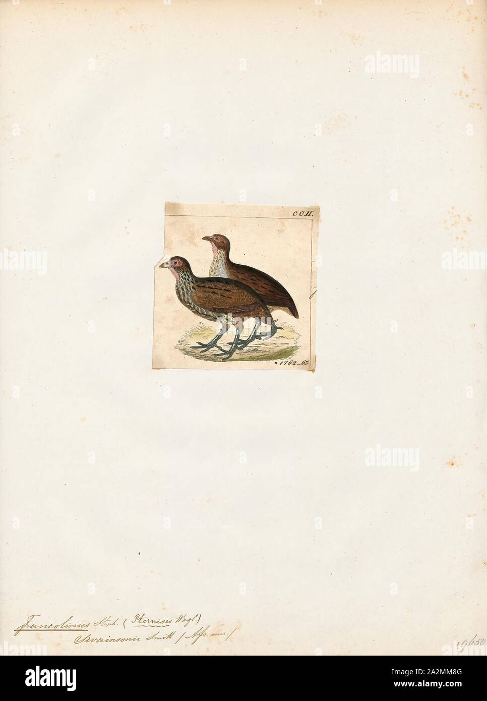 Francolinus swainsoni, Print, Francolinus is a genus of birds in the francolin group of the partridge subfamily of the pheasant family. Its five species range from western Asia and central Asia through to southern Asia and south-eastern Asia., 1820-1863 Stock Photo