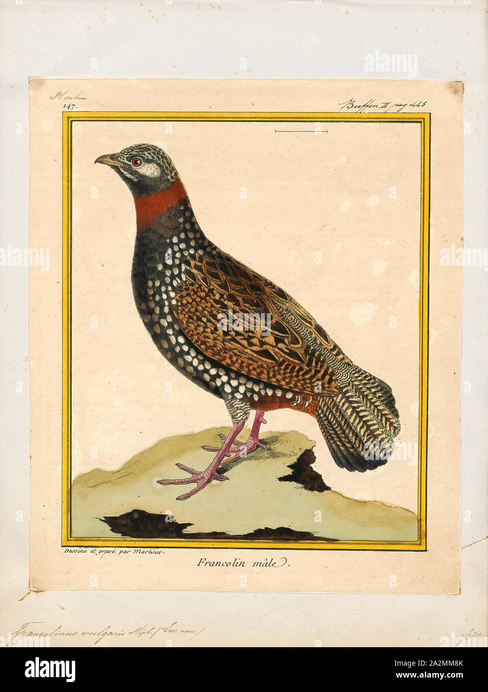 Francolinus vulgaris, Print, Francolinus is a genus of birds in the francolin group of the partridge subfamily of the pheasant family. Its five species range from western Asia and central Asia through to southern Asia and south-eastern Asia., 1700-1880 Stock Photo
