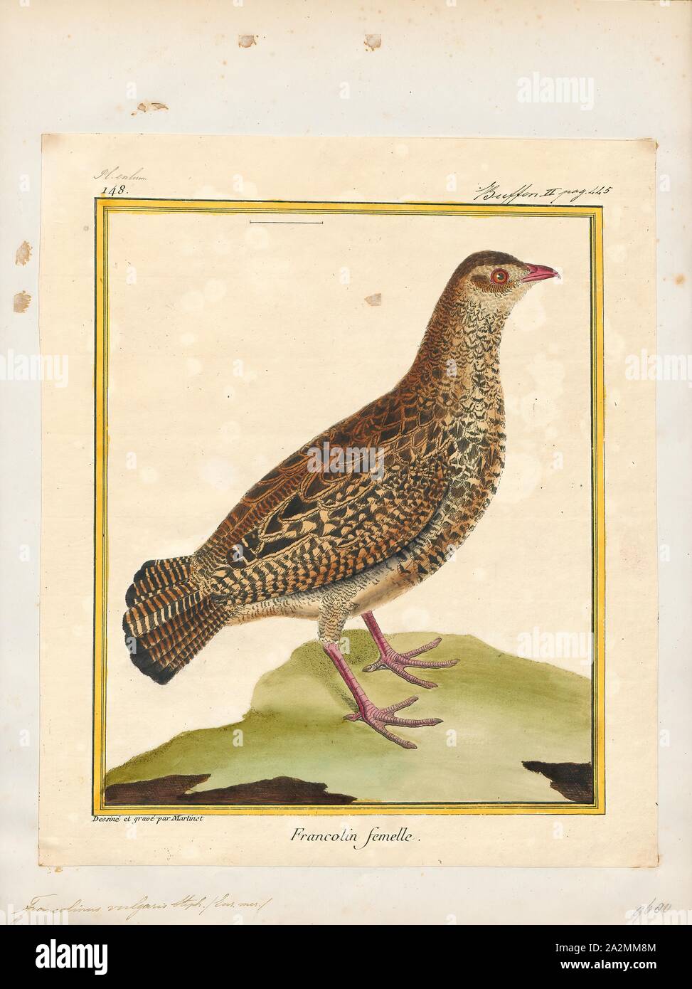 Francolinus vulgaris, Print, Francolinus is a genus of birds in the francolin group of the partridge subfamily of the pheasant family. Its five species range from western Asia and central Asia through to southern Asia and south-eastern Asia., 1700-1880 Stock Photo