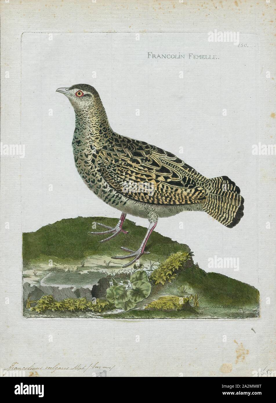 Francolinus vulgaris, Print, Francolinus is a genus of birds in the francolin group of the partridge subfamily of the pheasant family. Its five species range from western Asia and central Asia through to southern Asia and south-eastern Asia., 1790-1796 Stock Photo