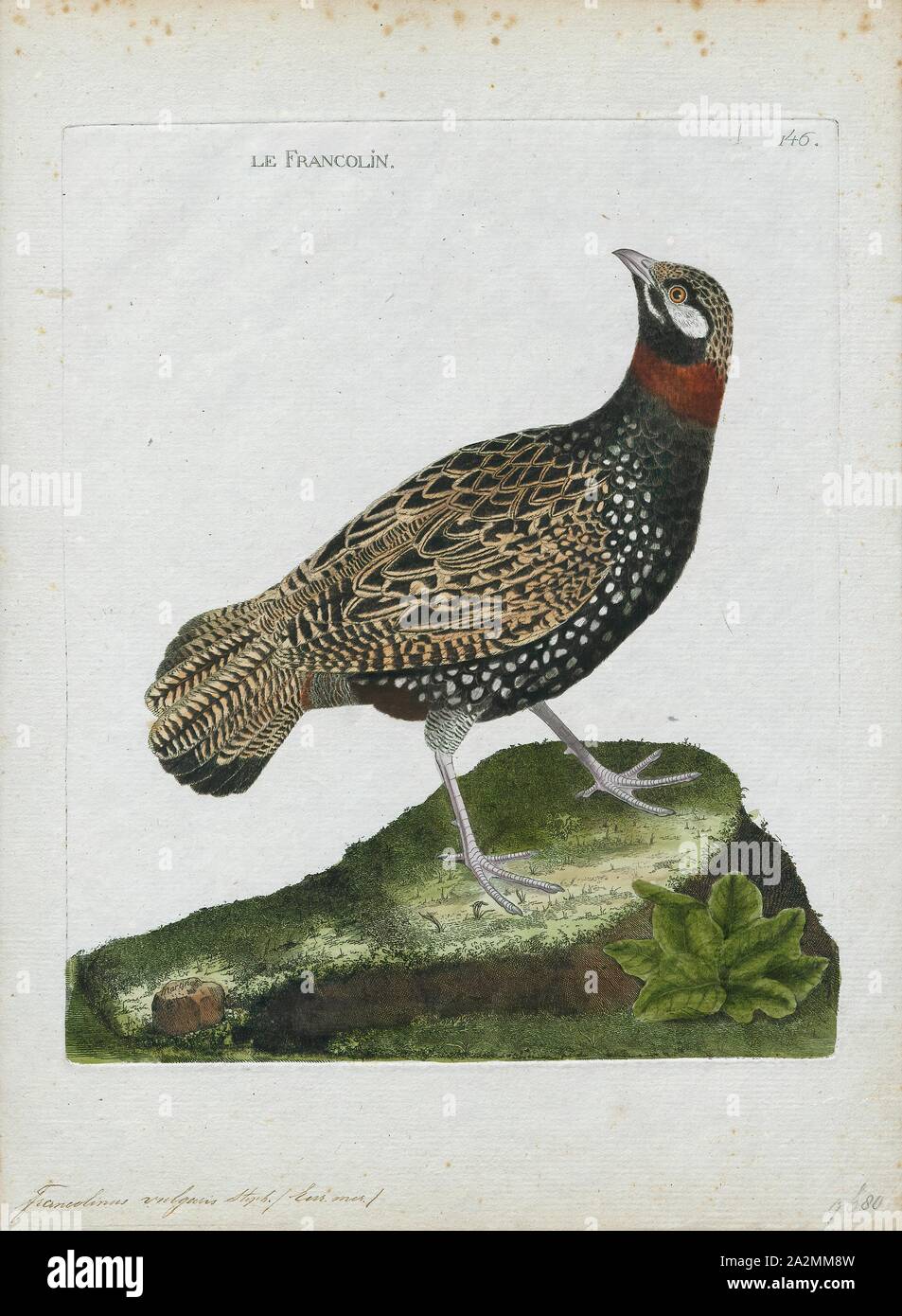 Francolinus vulgaris, Print, Francolinus is a genus of birds in the francolin group of the partridge subfamily of the pheasant family. Its five species range from western Asia and central Asia through to southern Asia and south-eastern Asia., 1790-1796 Stock Photo