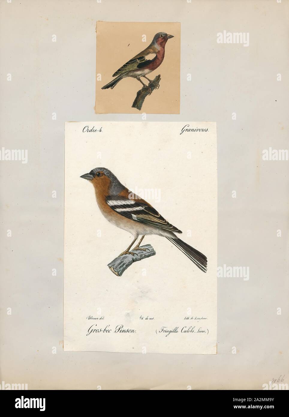Fringilla coelebs, Print, The common chaffinch (Fringilla coelebs), usually known simply as the chaffinch, is a common and widespread small passerine bird in the finch family. The male is brightly coloured with a blue-grey cap and rust-red underparts. The female is much duller in colouring, but both sexes have two contrasting white wing bars and white sides to the tail. The male bird has a strong voice and sings from exposed perches to attract a mate., 1700-1880 Stock Photo