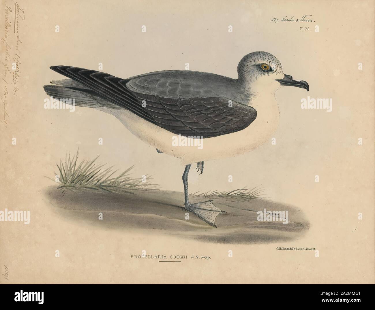 Fulmarus cookii, Print, Fulmar, The fulmars are tubenosed seabirds of the family Procellariidae. The family consists of two extant species and two extinct fossil species from the Miocene., 1845-1848 Stock Photo