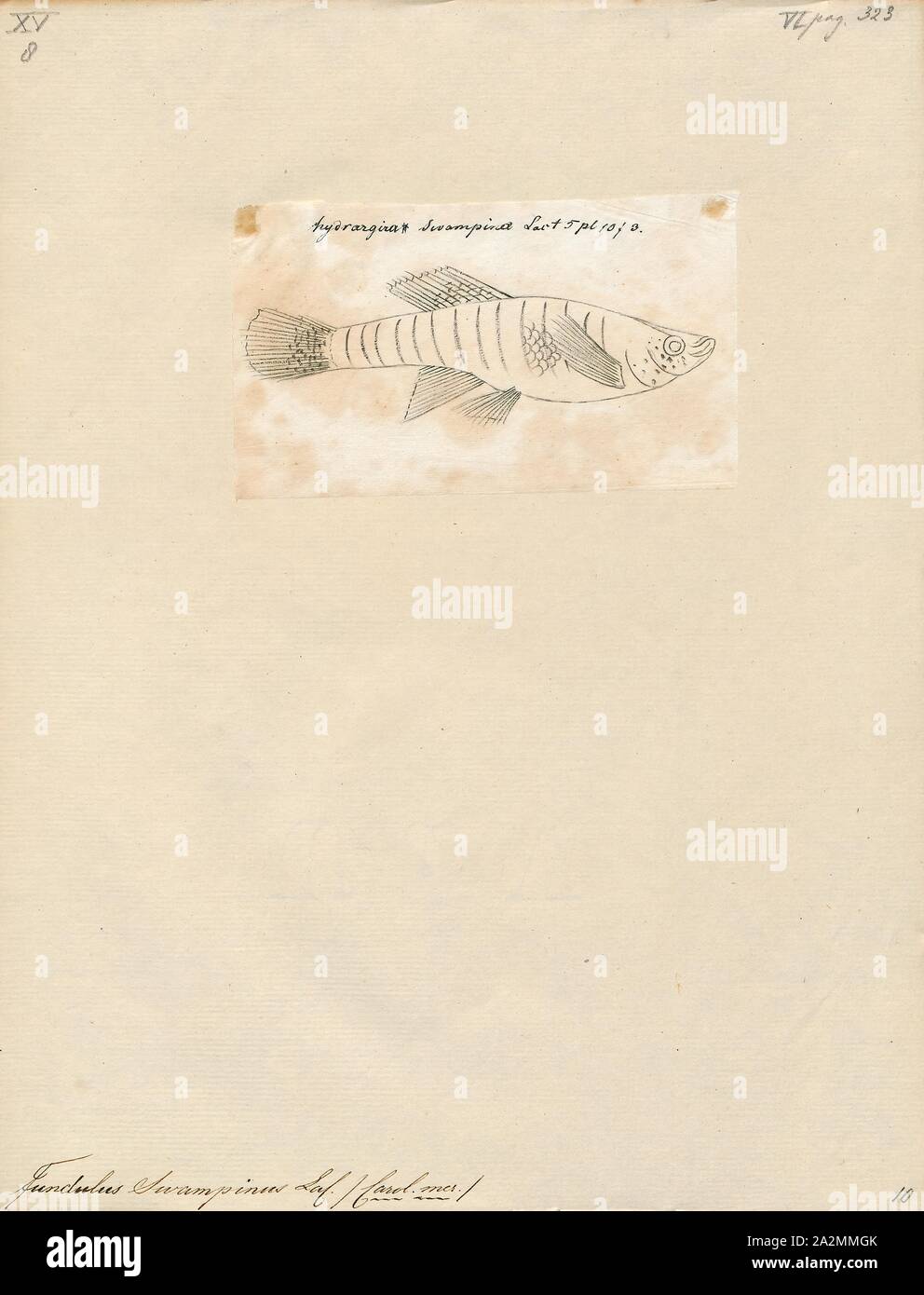 Fundulus swampinus, Print, Fundulus is a genus of ray-finned fishes in the superfamily Funduloidea, family Fundulidae (of which it is the type genus). It belongs to the order of toothcarps (Cyprinodontiformes), and therein the large suborder Cyprinodontoidei. Most of its closest living relatives are egg-laying, with the notable exception of the splitfin livebearers (Goodeidae)., 1700-1880 Stock Photo