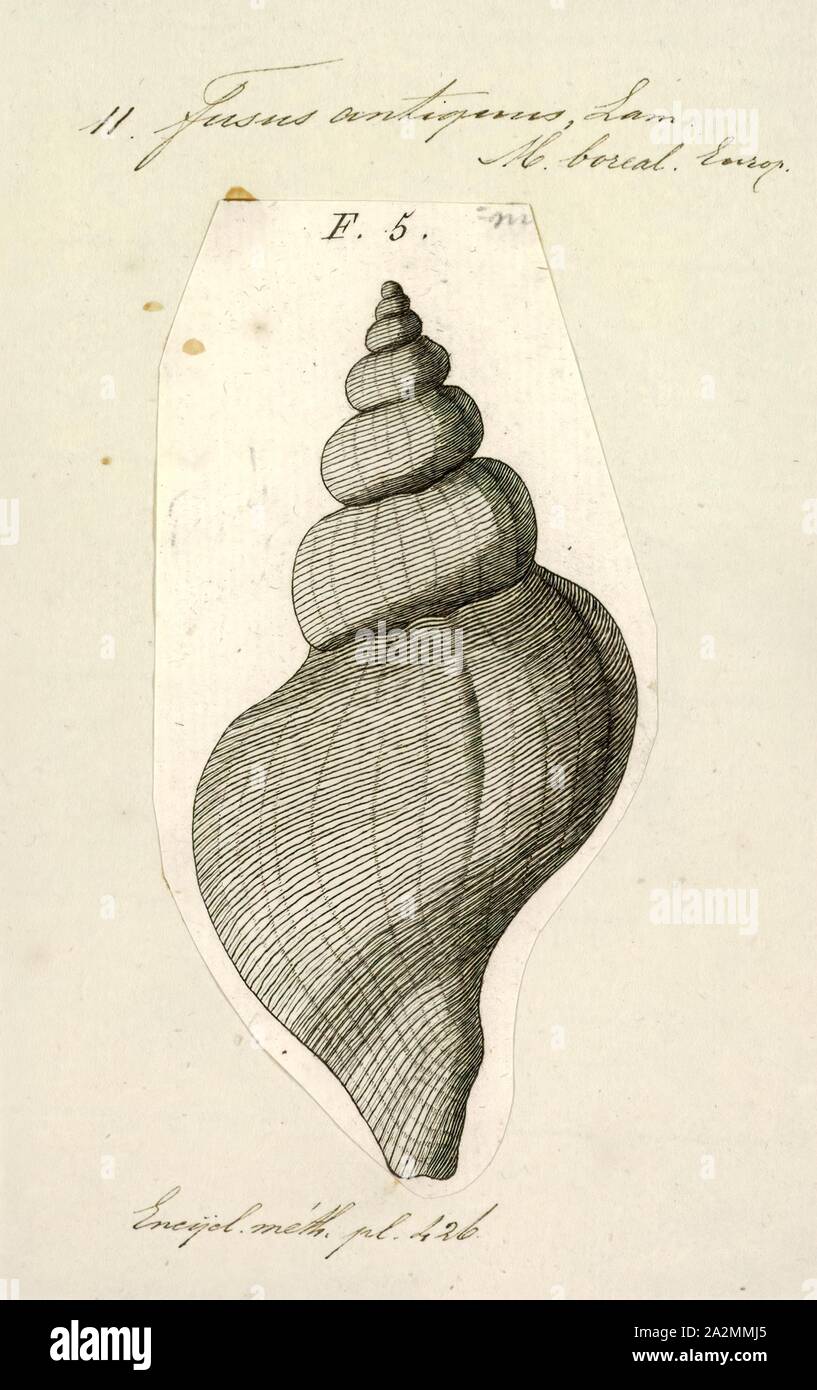 Fusus antiquus, Print, Fusus is a genus of small to large sea snails, marine gastropod mollusks in the family Fasciolariidae, the spindle snails and tulip snails Stock Photo