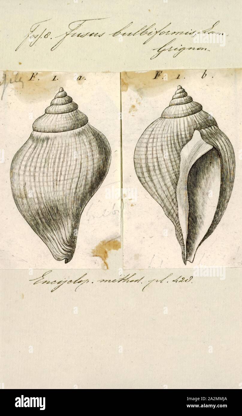 Fusus bulbiformis, Print, Fusus is a genus of small to large sea snails, marine gastropod mollusks in the family Fasciolariidae, the spindle snails and tulip snails Stock Photo