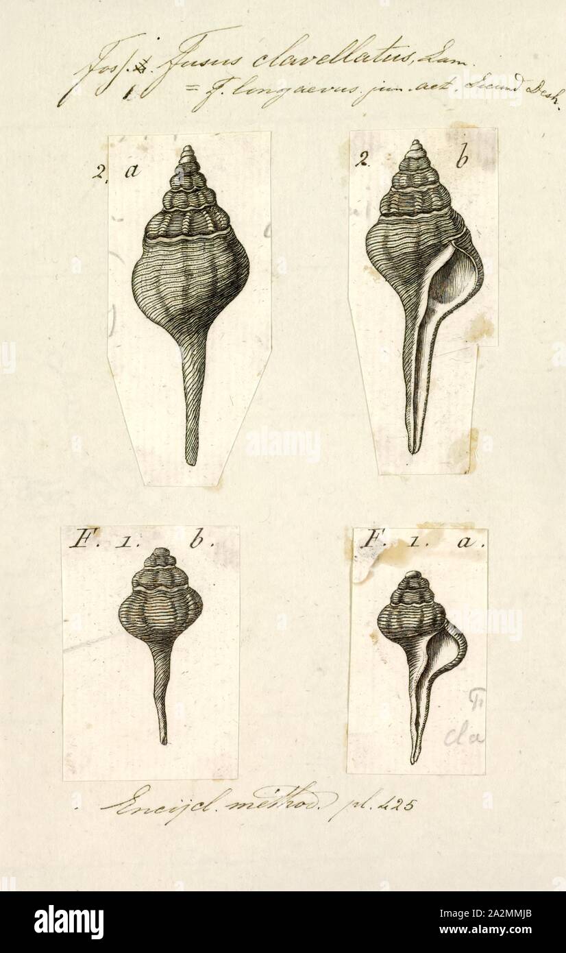 Fusus clavellatus, Print, Fusus is a genus of small to large sea snails, marine gastropod mollusks in the family Fasciolariidae, the spindle snails and tulip snails Stock Photo