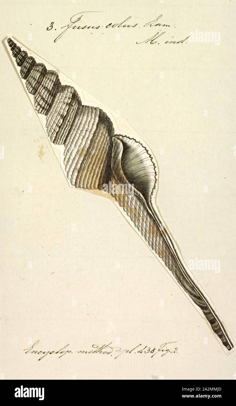 Fusus colus, Print, Fusinus colus, common name the Distaff spindle or Long-tailed Spindle, is a species of sea snail, a marine gastropod mollusk in the family Fasciolariidae, the spindle snails, the tulip snails and their allies Stock Photo