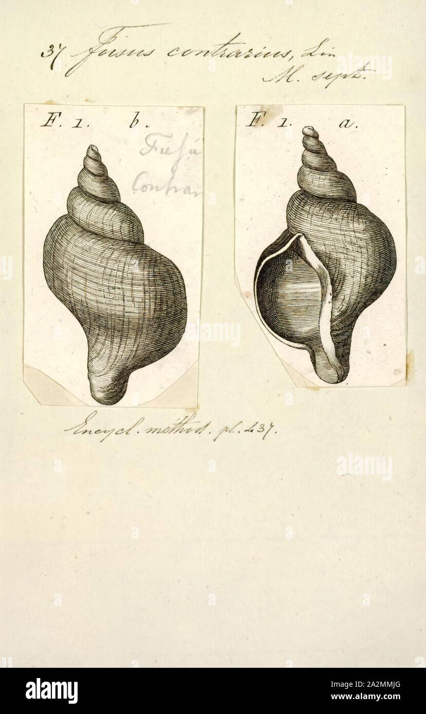Fusus contrarius, Print, Fusus is a genus of small to large sea snails, marine gastropod mollusks in the family Fasciolariidae, the spindle snails and tulip snails Stock Photo