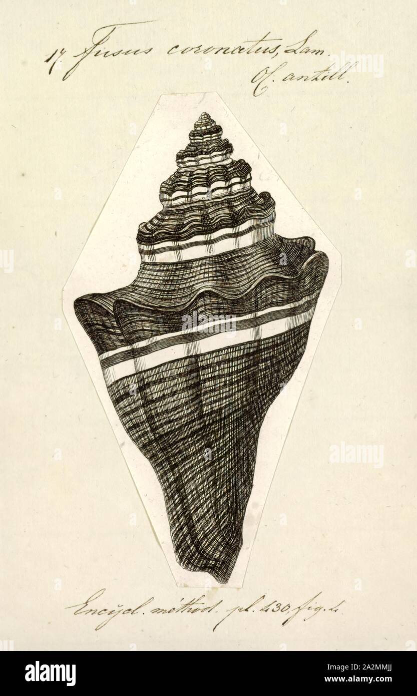 Fusus coronatus, Print, Fusus is a genus of small to large sea snails, marine gastropod mollusks in the family Fasciolariidae, the spindle snails and tulip snails Stock Photo