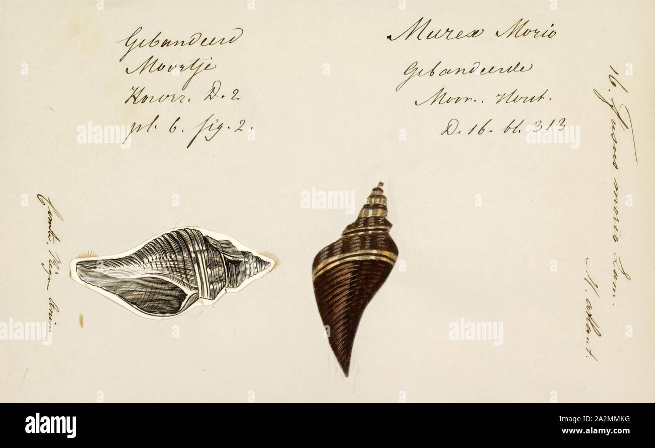 Fusus morio, Print, Fusus is a genus of small to large sea snails, marine gastropod mollusks in the family Fasciolariidae, the spindle snails and tulip snails Stock Photo
