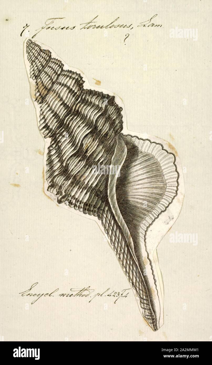 Fusus torulosus, Print, Fusus is a genus of small to large sea snails, marine gastropod mollusks in the family Fasciolariidae, the spindle snails and tulip snails Stock Photo