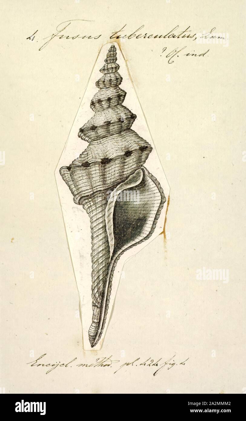 Fusus tuberculatus, Print, Fusinus colus, common name the Distaff spindle or Long-tailed Spindle, is a species of sea snail, a marine gastropod mollusk in the family Fasciolariidae, the spindle snails, the tulip snails and their allies Stock Photo