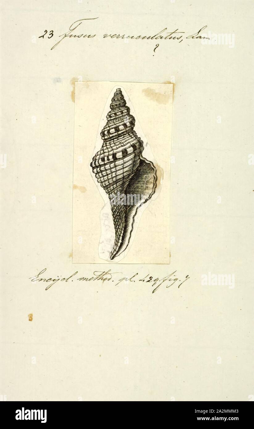 Fusus verruculatus, Print, Fusus is a genus of small to large sea snails, marine gastropod mollusks in the family Fasciolariidae, the spindle snails and tulip snails Stock Photo