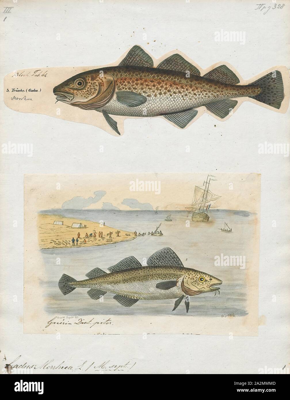 Gadus morrhua, Print, Gadus is a genus of demersal fish in the family Gadidae, commonly known as cod, although there are additional cod species in other genera. The best known member of the genus is the Atlantic cod., 1700-1880 Stock Photo